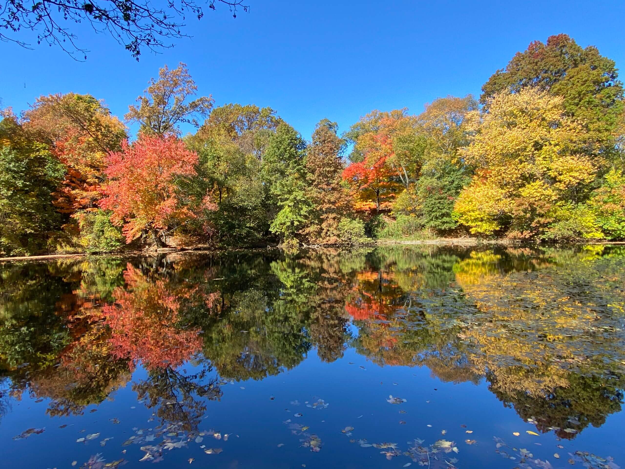 Gorgeous lake and trees in prospect park